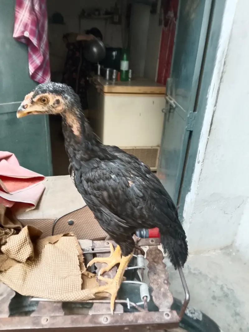 Aseel chicks read to eggs laying — photo 5