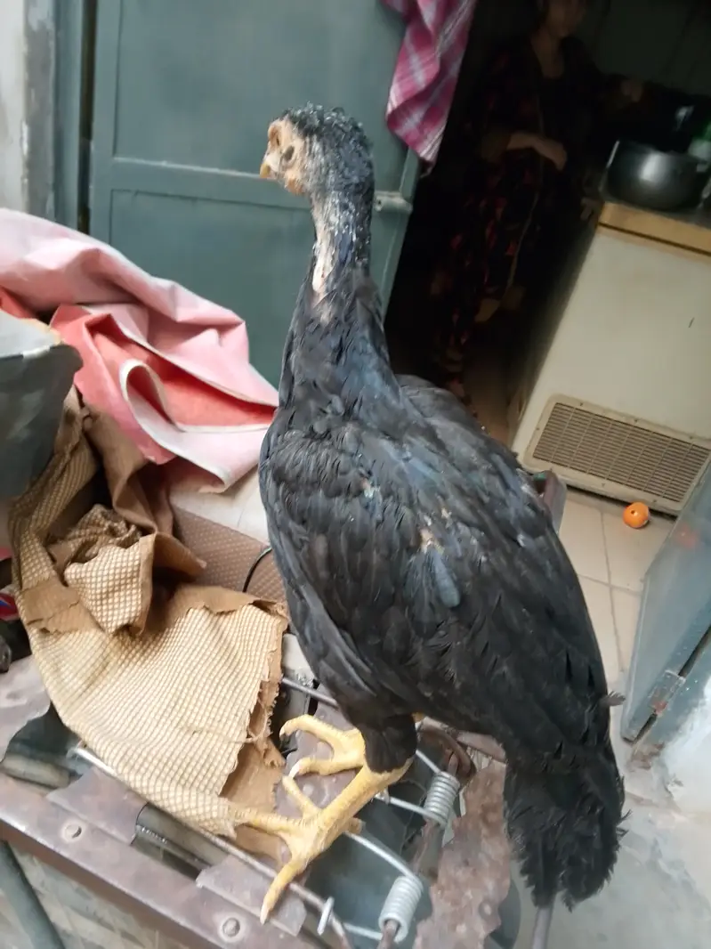 Aseel chicks read to eggs laying — photo 6