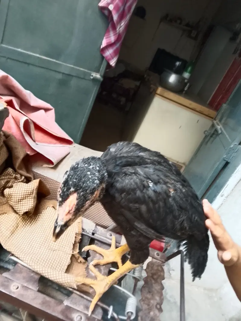 Aseel chicks read to eggs laying — photo 7