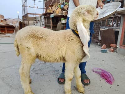 white eyes Pure gulabi  kkak Kajla  Bacha – 3 Month – lamby kan