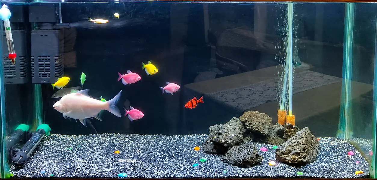 Selling complete aquarium setup with fishes and accessories. — photo 2