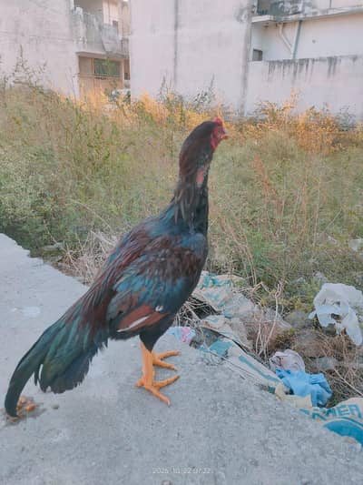 aseel bird