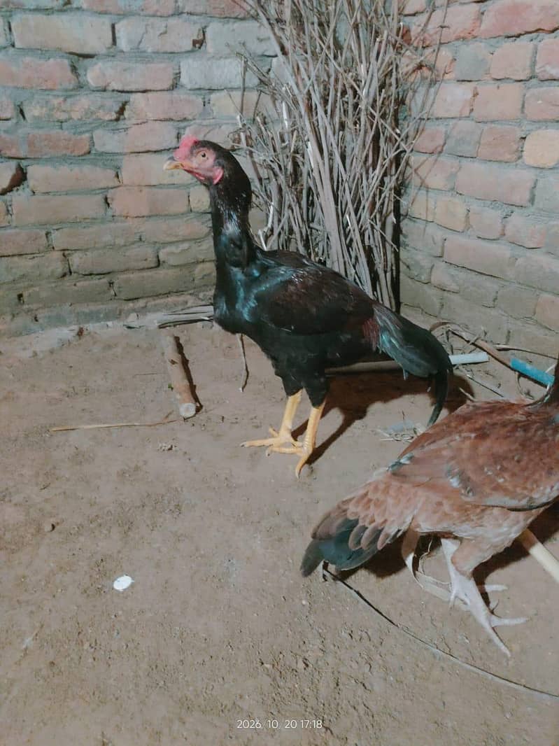 aseel bird 1