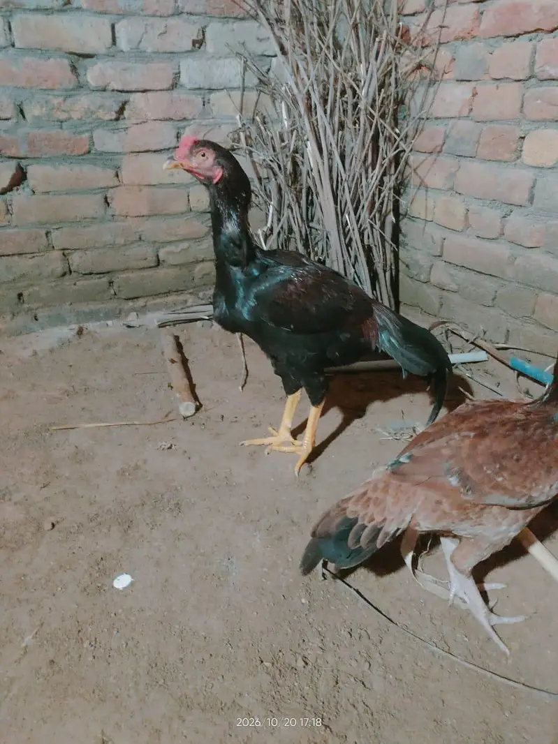 aseel bird — photo 2