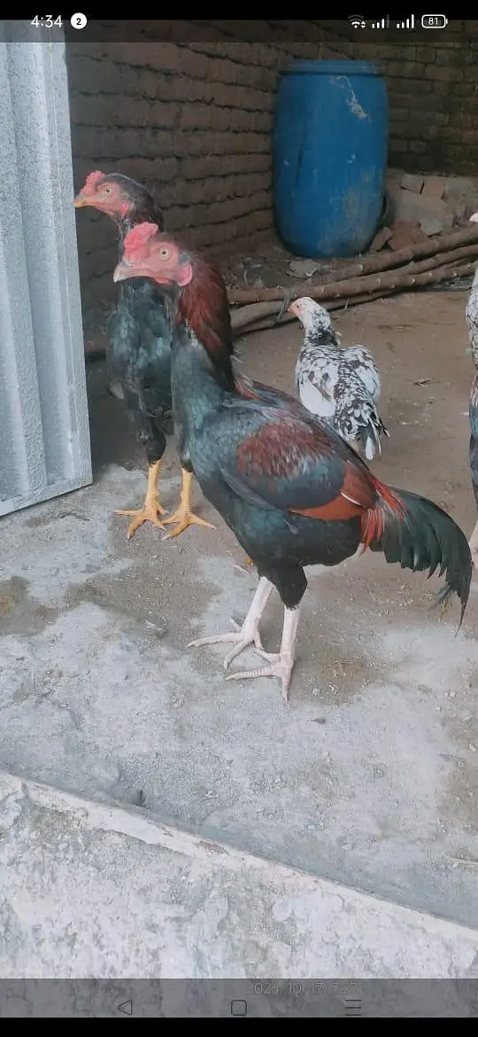 aseel bird — photo 3