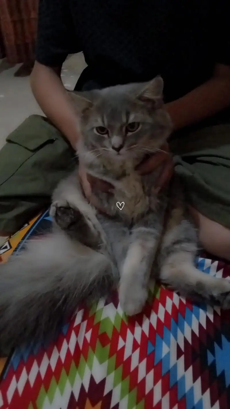 percian cat for sale