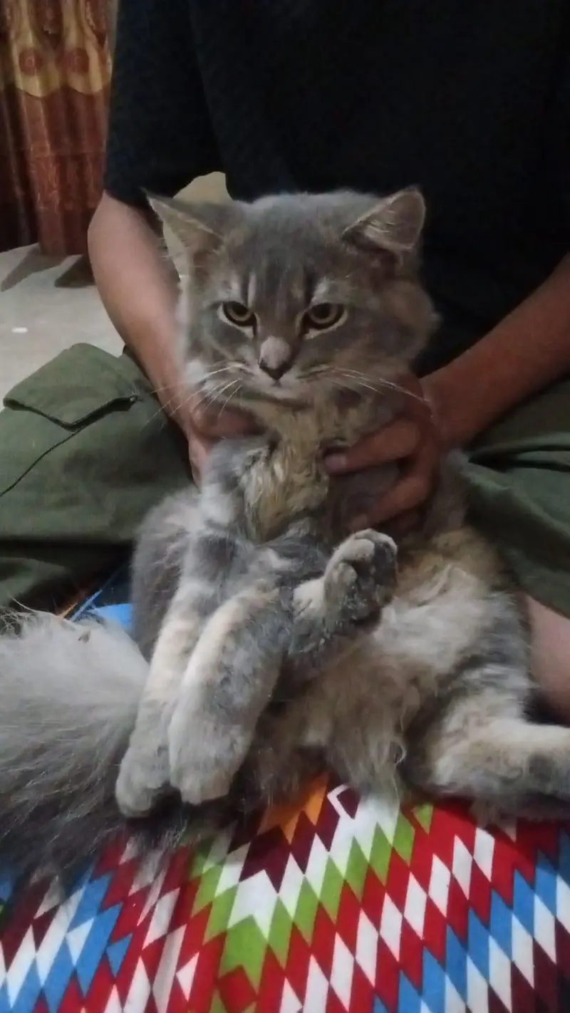 percian cat for sale — photo 2