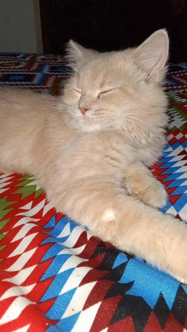 percian cat for sale — photo 3