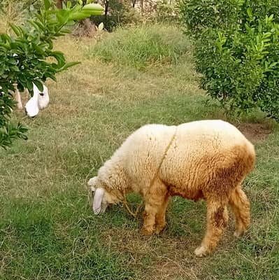5 month dumba for sale