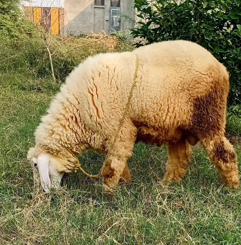 5 month dumba for sale — photo 2