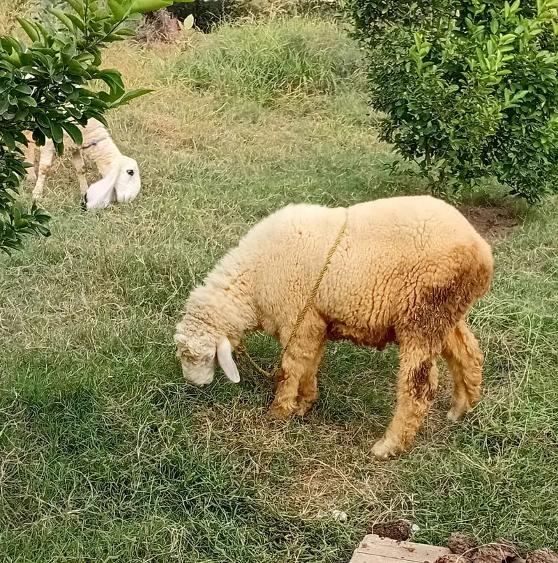 5 month dumba for sale — photo 3