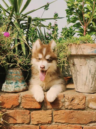 Siberian Husky Male & Female For Sale!