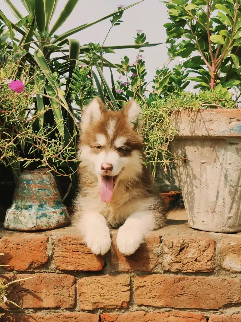 Siberian Husky Male & Female For Sale!