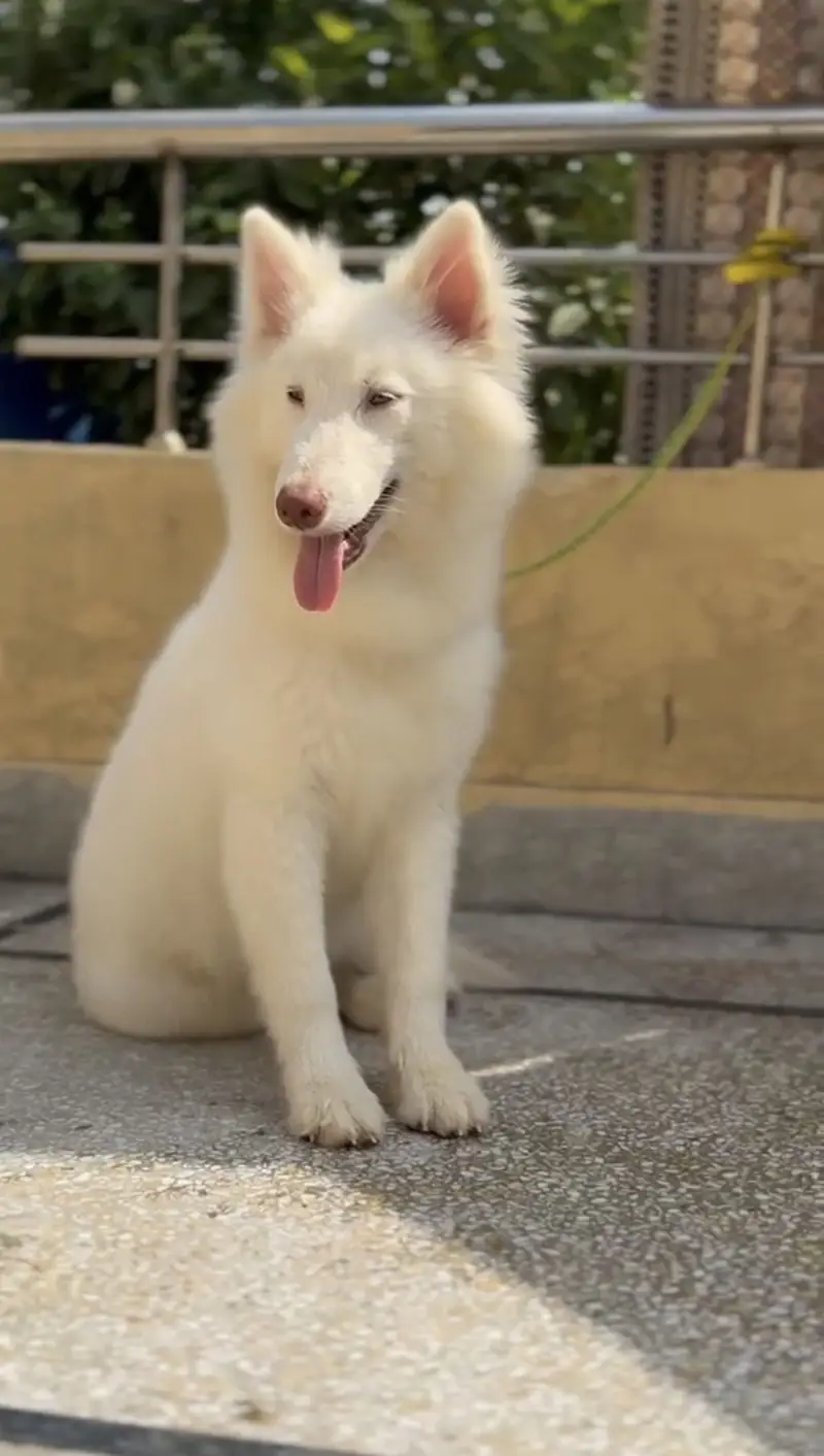 Siberian Husky Male & Female For Sale! — photo 2