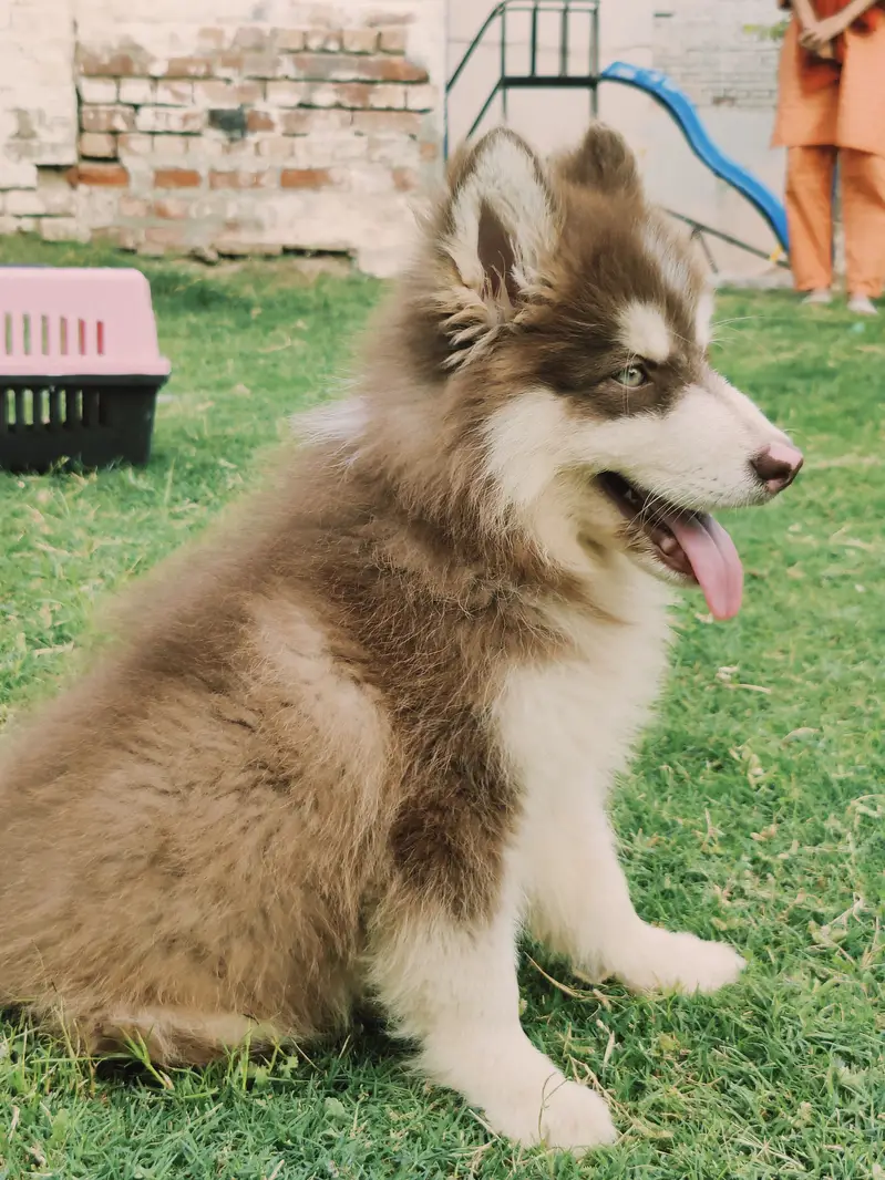 Siberian Husky Male & Female For Sale! — photo 3