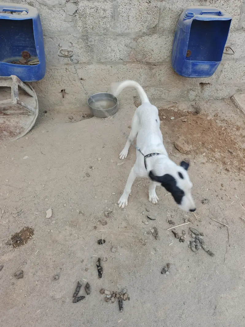 baby dogs  — photo 2