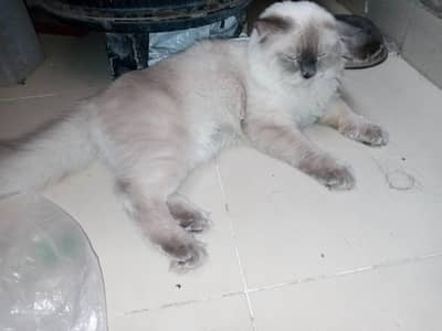 for sale