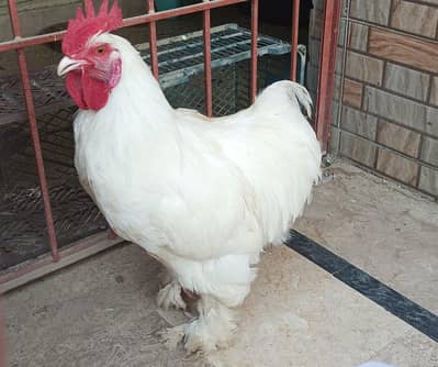 quality white heavy buff for sale in reasonable price