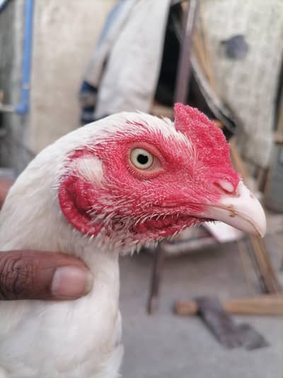 for sale heera aseel.