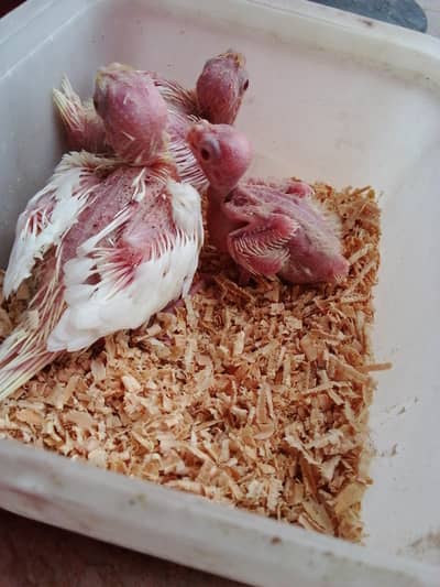 Common white cocktail red eye chiks