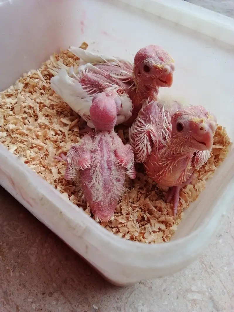 Common white cocktail red eye chiks — photo 2