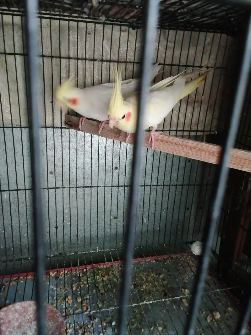 Common white cocktail red eye chiks — photo 3