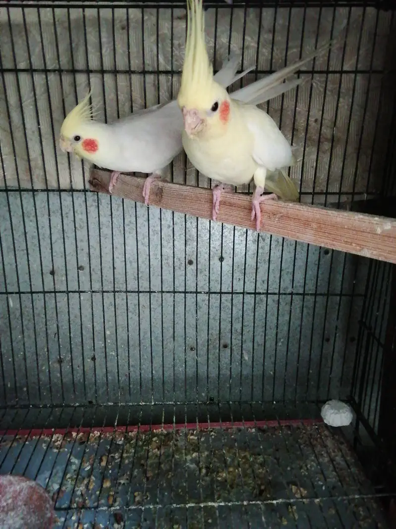Common white cocktail red eye chiks — photo 4