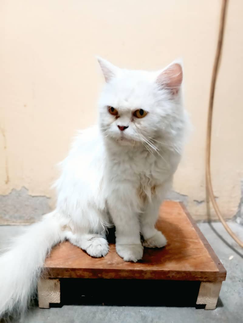perssion cat 0