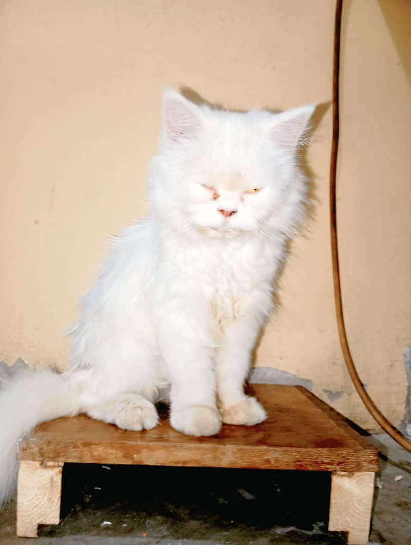 perssion cat 1