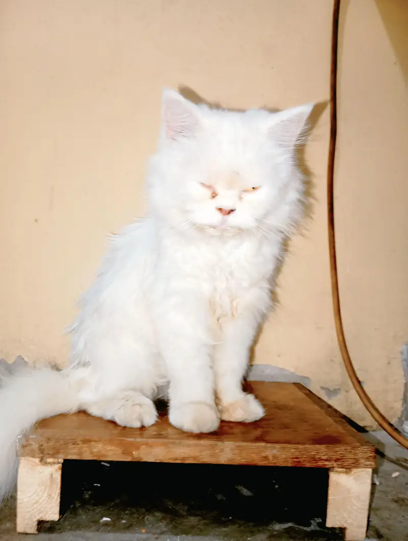 perssion cat — photo 2