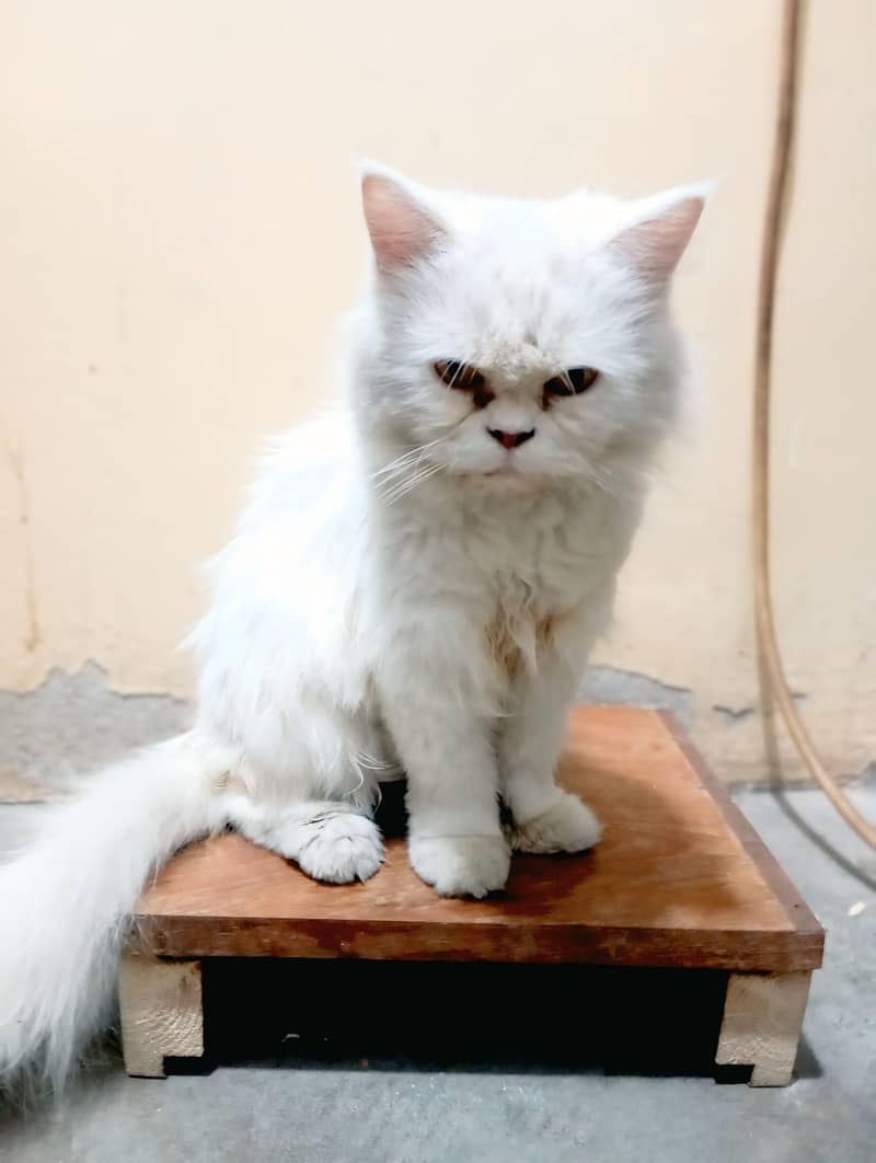 perssion cat 2