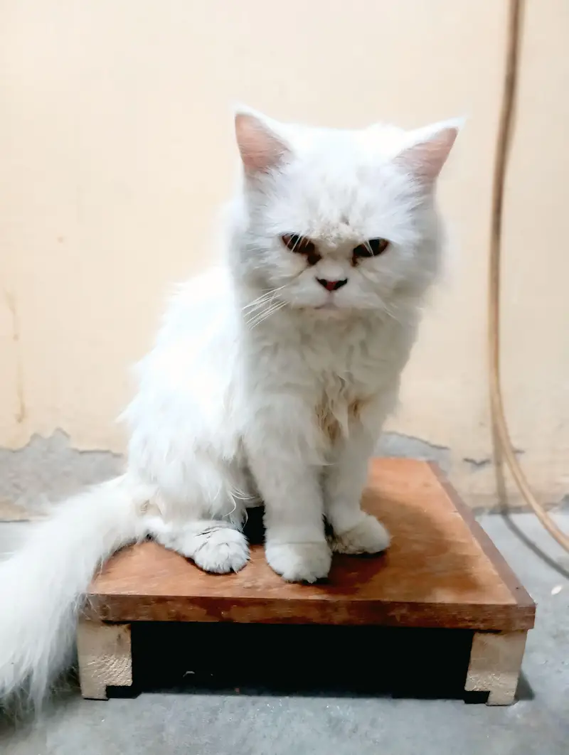 perssion cat — photo 3