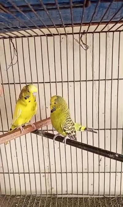 Under Exhibition Breeder Pair