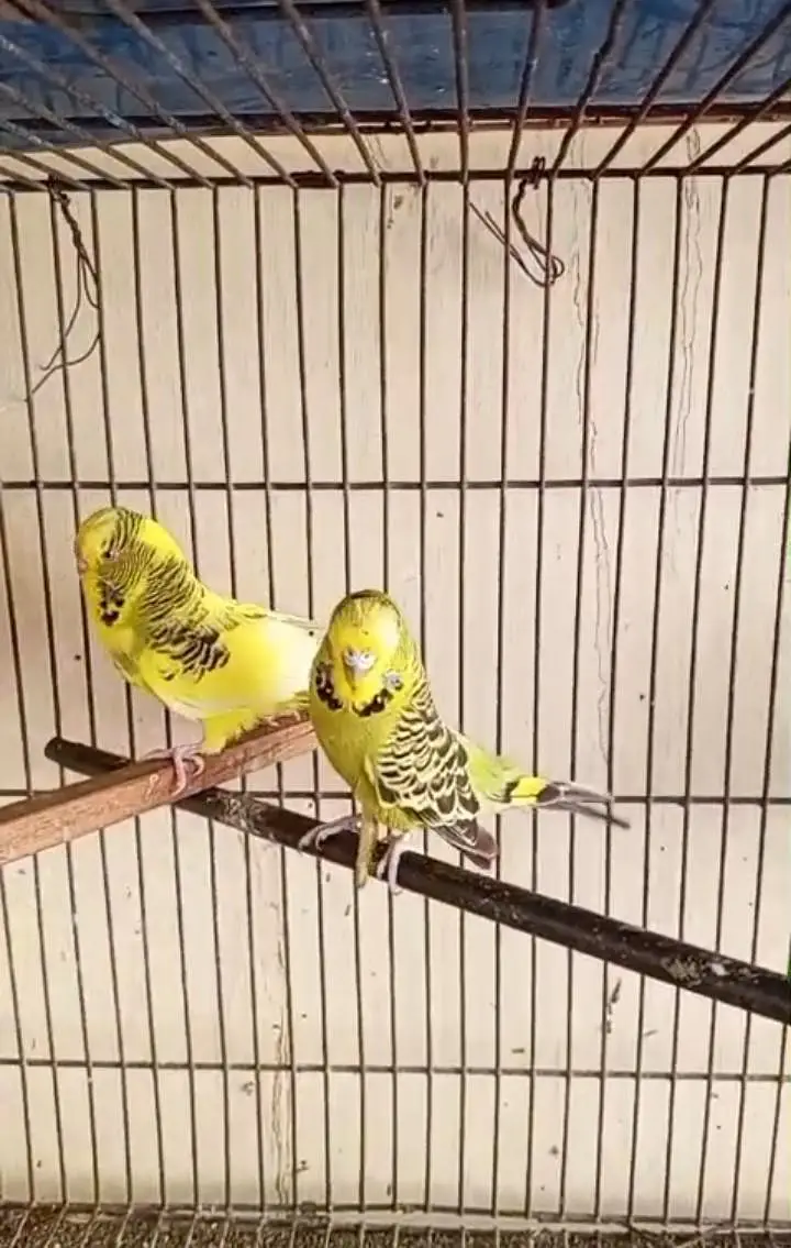 Under Exhibition Breeder Pair — photo 2