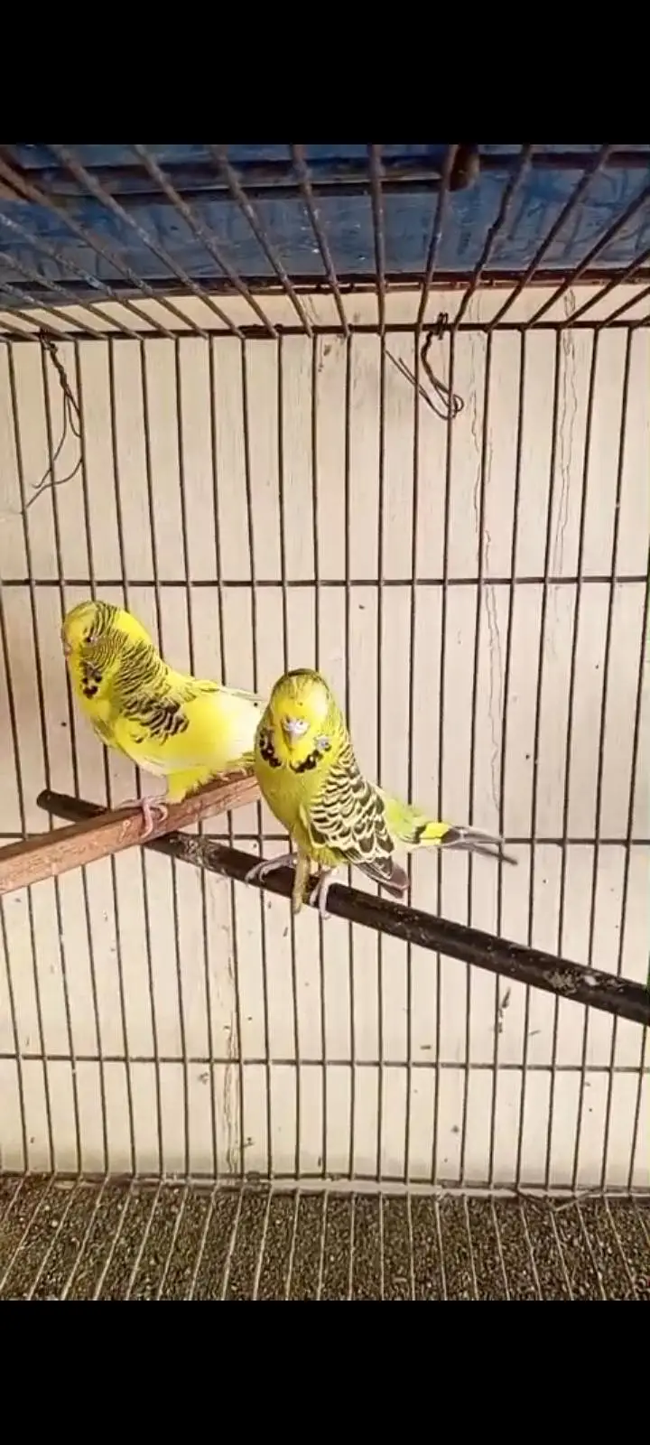 Under Exhibition Breeder Pair — photo 3