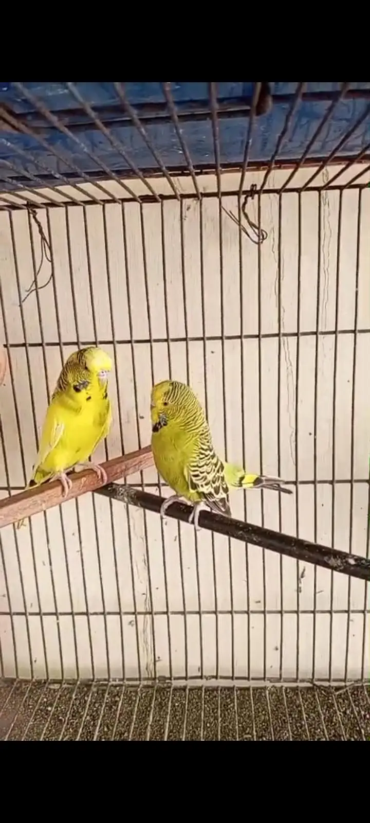 Under Exhibition Breeder Pair — photo 4
