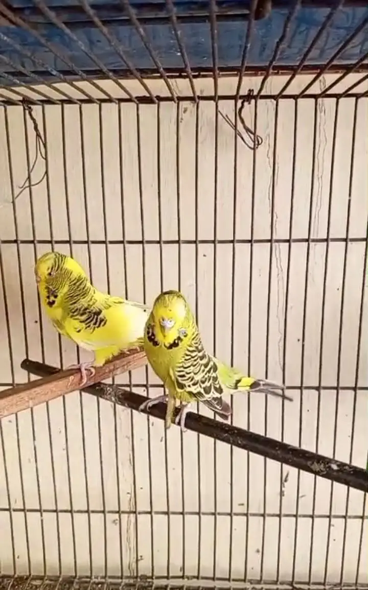 Under Exhibition Breeder Pair — photo 5