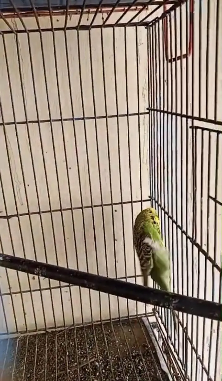 Under Exhibition Breeder Pair — photo 6