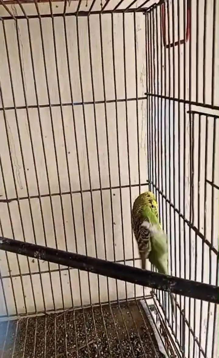 Under Exhibition Breeder Pair — photo 7