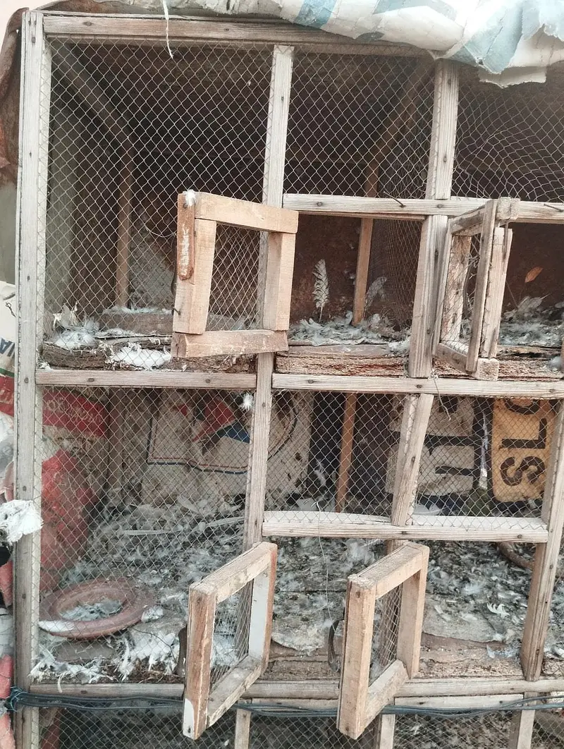 breeding pigeon cage for sale — photo 2