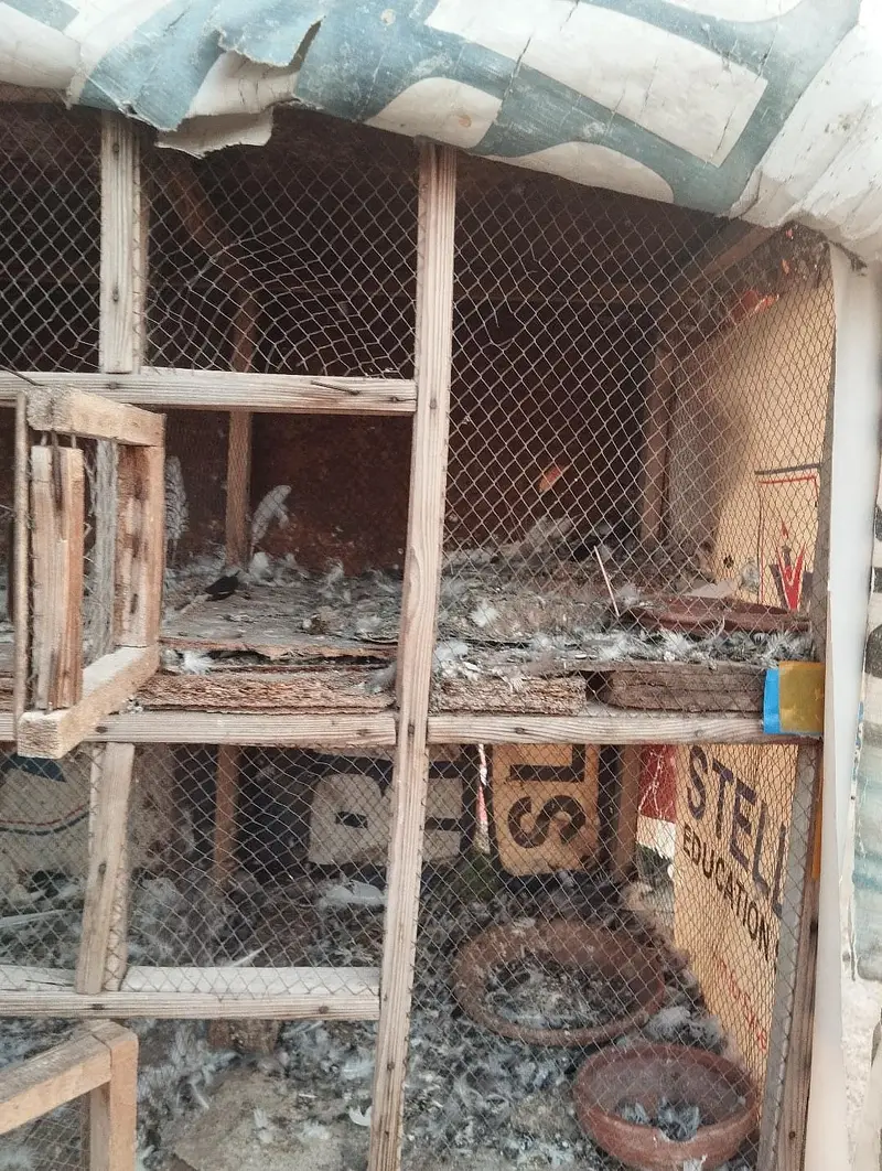 breeding pigeon cage for sale — photo 3
