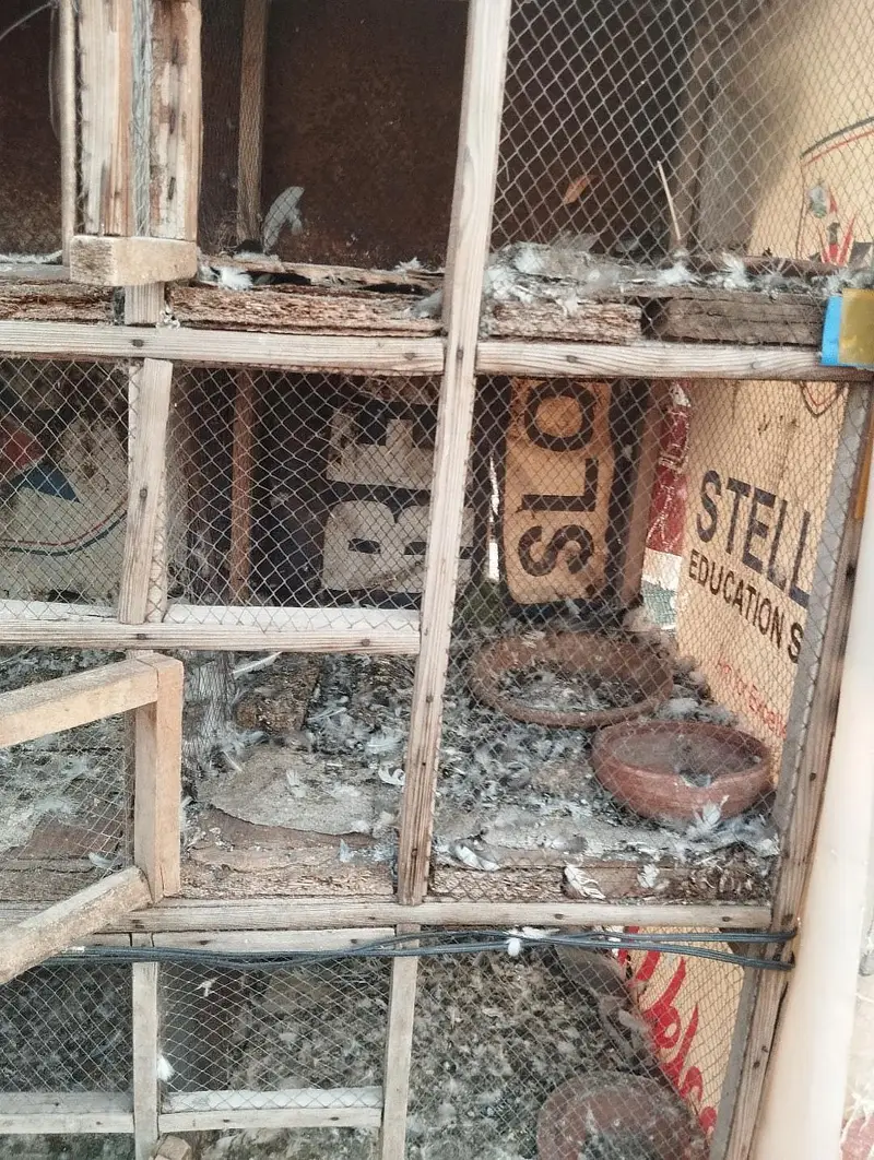 breeding pigeon cage for sale — photo 4