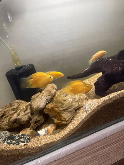Aquarium parrot fish pair and cichlid pair