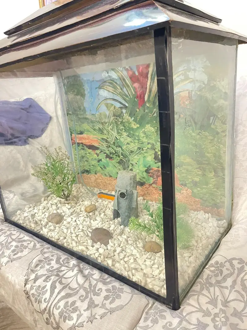 Aquarium parrot fish pair and cichlid pair — photo 2