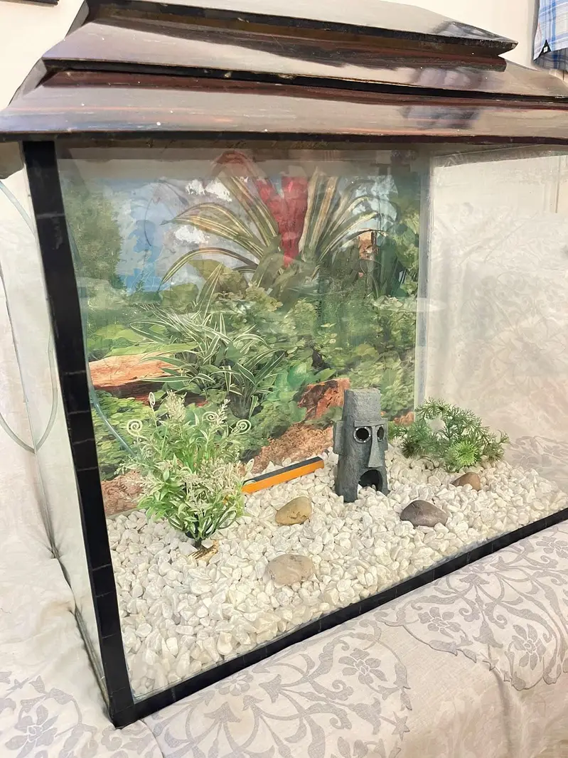 Aquarium parrot fish pair and cichlid pair — photo 3