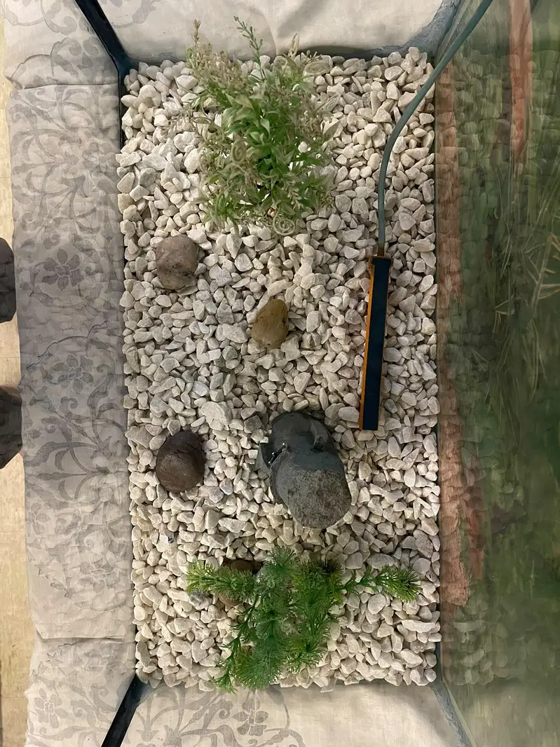 Aquarium parrot fish pair and cichlid pair — photo 4