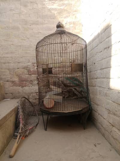 Parriot cage