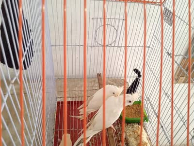 cockatiel