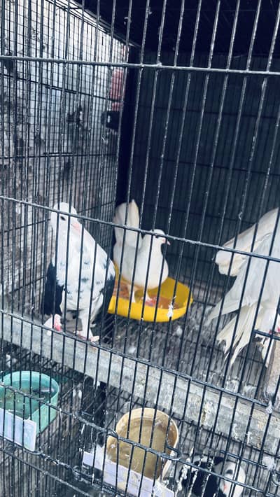 hen and pigeon