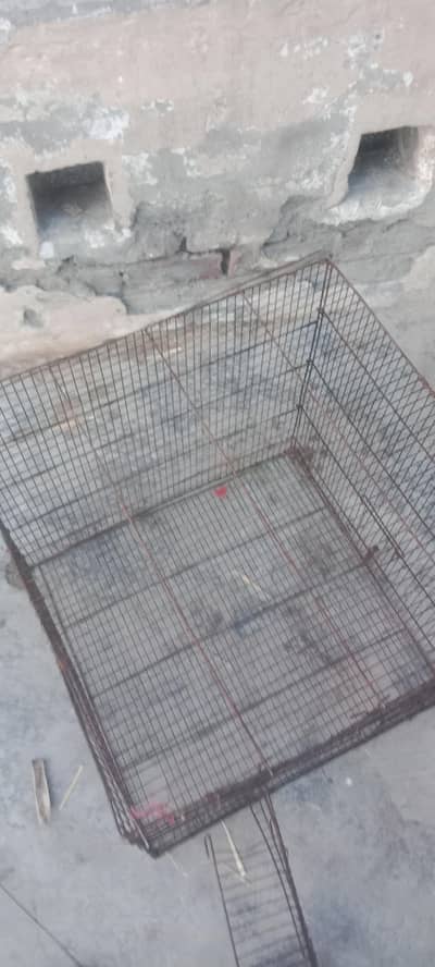 birds pinjra